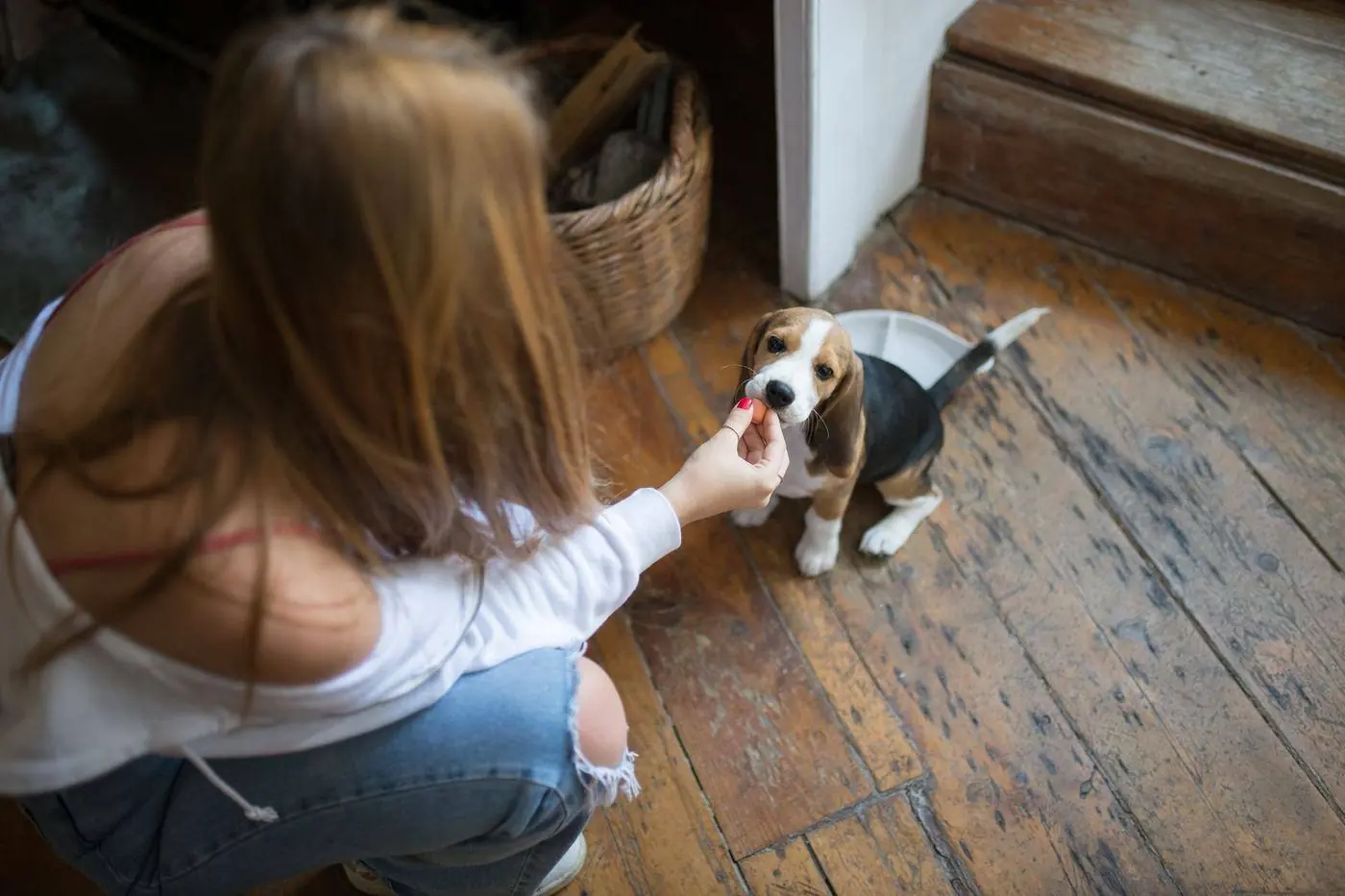 Un chiot assis dans l’herbe pendant une séance