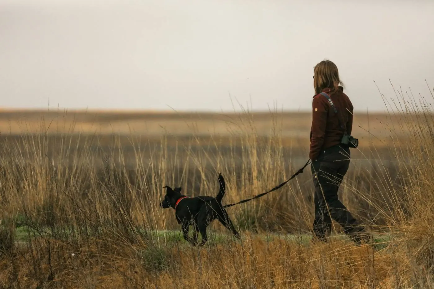 Un chien qui tire en laisse dans un champ, promenade sous tension